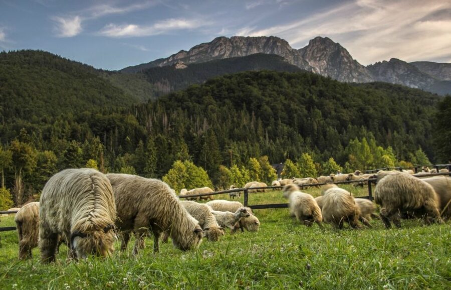 From Krakow: Zakopane & Hot Thermal Springs Private Tour - Chochołów and the old timber houses