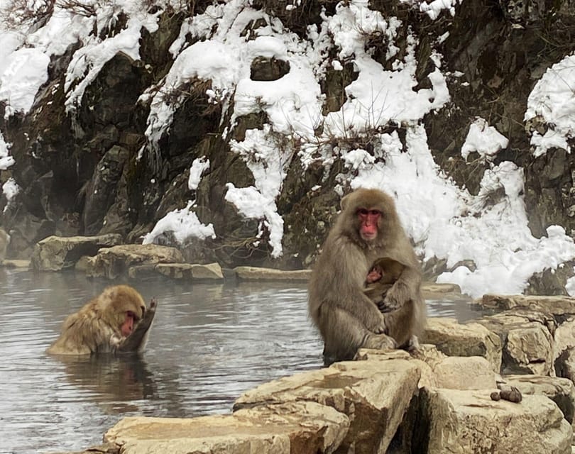 From Nozawa Onsen: Snow Monkeys and Zenko-ji Day Trip & Sake - Guides who shape the day