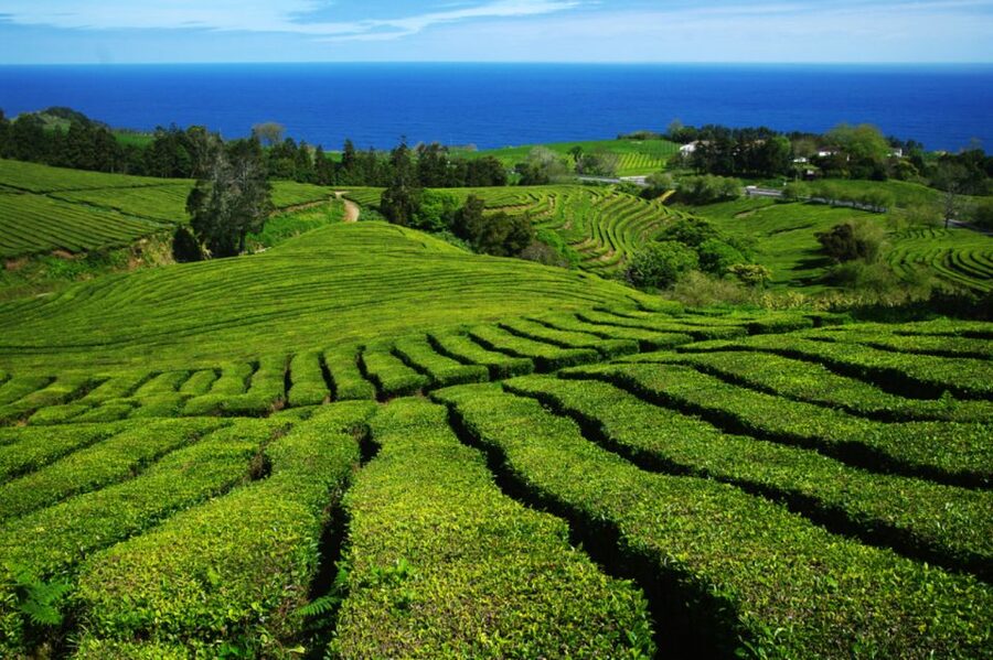 From Ponta Delgada: Lagoa do Fogo & Hot Springs Day Trip - Small-group guides make the packed schedule work