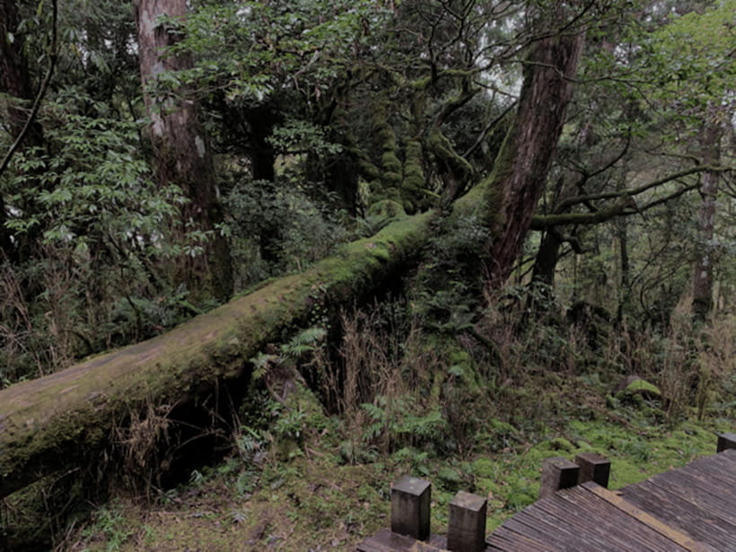 From Taipei: Taipingshan & Jiuzhize Hot Spring Private Tour - Why this private Yilan day trip works