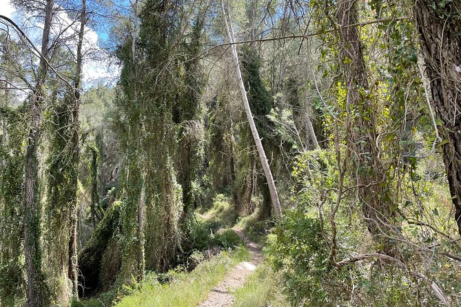 Hiking in Montanejos and swim in Thermal Springs - OFFICIAL GUIDE - The second climb and the pine forest