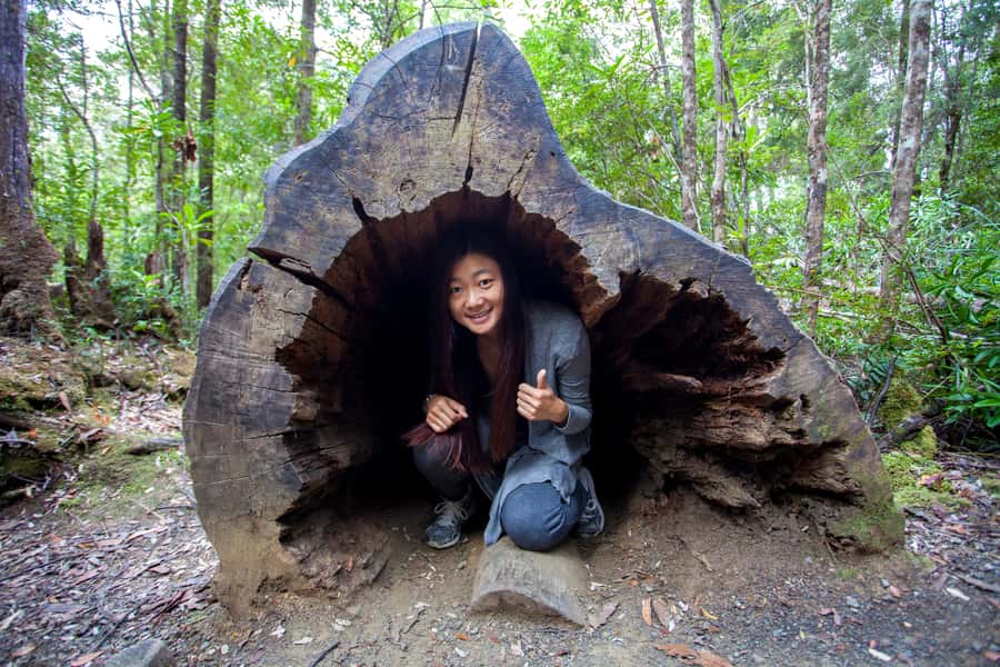 Hobart: Tahune Airwalk, Hastings Cave, Thermal Springs Tour - Tahune Airwalk and the 619 metre treetop route