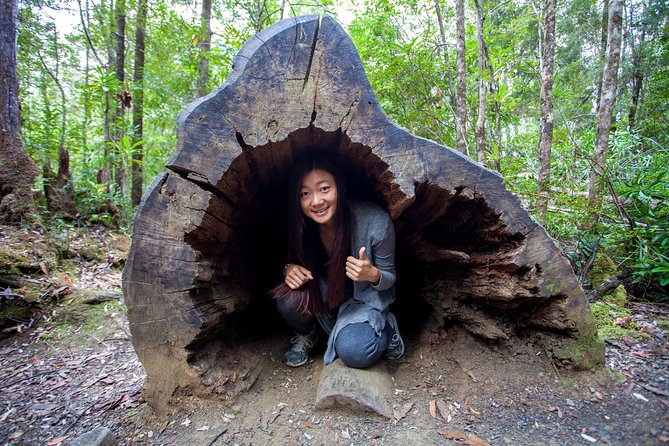 Hobart: Tahune Airwalk, Hastings Caves & Thermal Springs Pool - The Huon Valley sets the scene