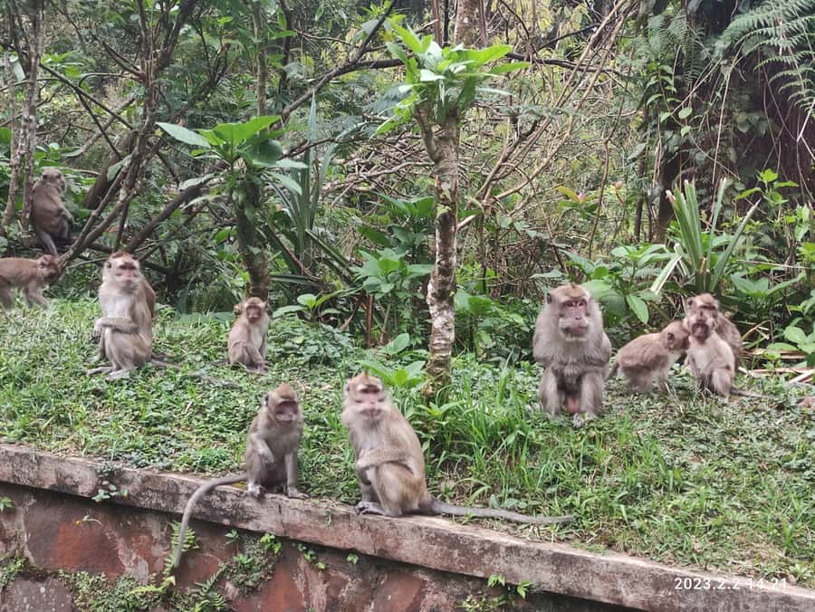 Jakarta: Volcano, Hot Spring, Tea, Rice Fields, &Coffee tour - What the $128 price includes and leaves out