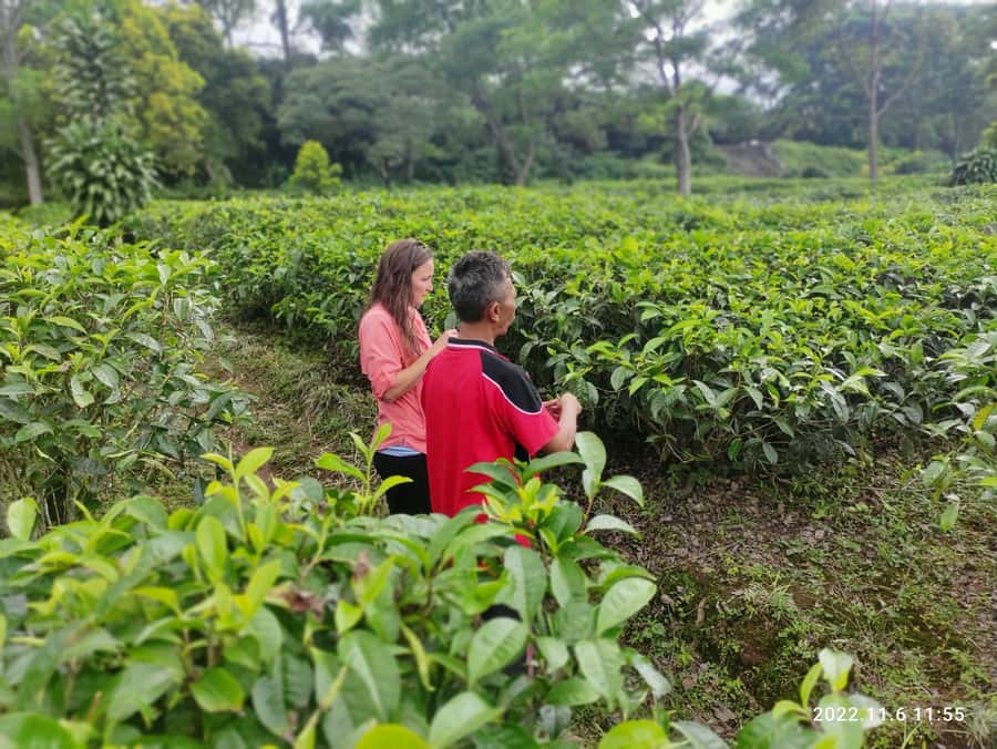 Jakarta: Volcano, Hot Spring, Tea, Rice Fields, &Coffee tour - Luwak coffee at Cikole