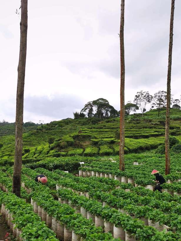 Jakarta: Volcano or Suspension Bridge,Ricefield & Hot Spring - What the $51 price really covers