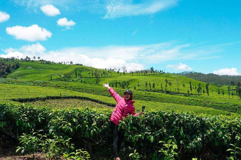 Jakarta: Volcano, Suspension Bridge, and Hot Spring Tour - Tea Fields and the Story in Your Cup