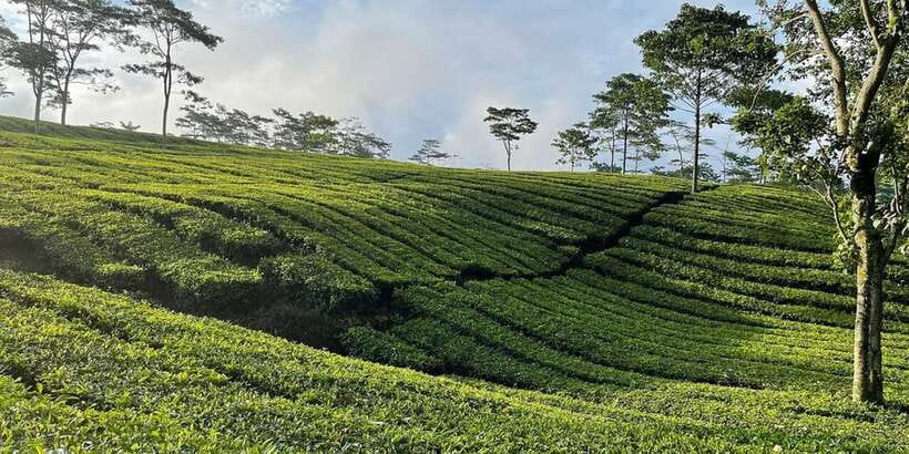 Jakarta: Volcano, Tea/Rice Fields, Hot Spring, Local Food - Ending at Sari Ater Hot Springs