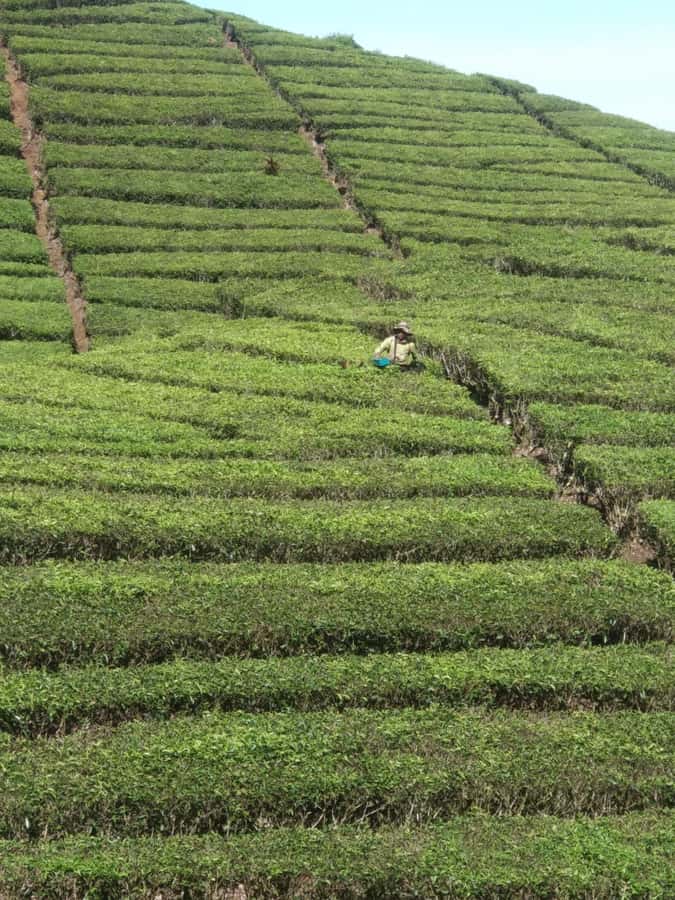 Jakarta: Waterfalls, Volcano, White Crater, Tea, Hot Spring - Who will enjoy this Java day trip most