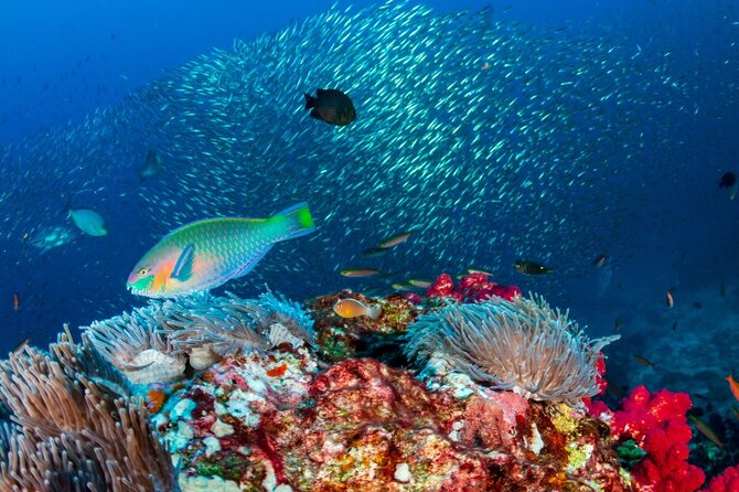 Kayak & Snorkel Champagne Bay, Farm Visit & Hot Springs Soufriere - Who should book this Dominica tour?