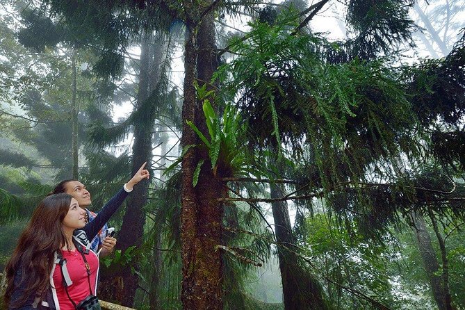Kinabalu Park Tour with Desa Dairy Farm & Poring Hot Springs - Poring Hot Springs adds the day’s active section