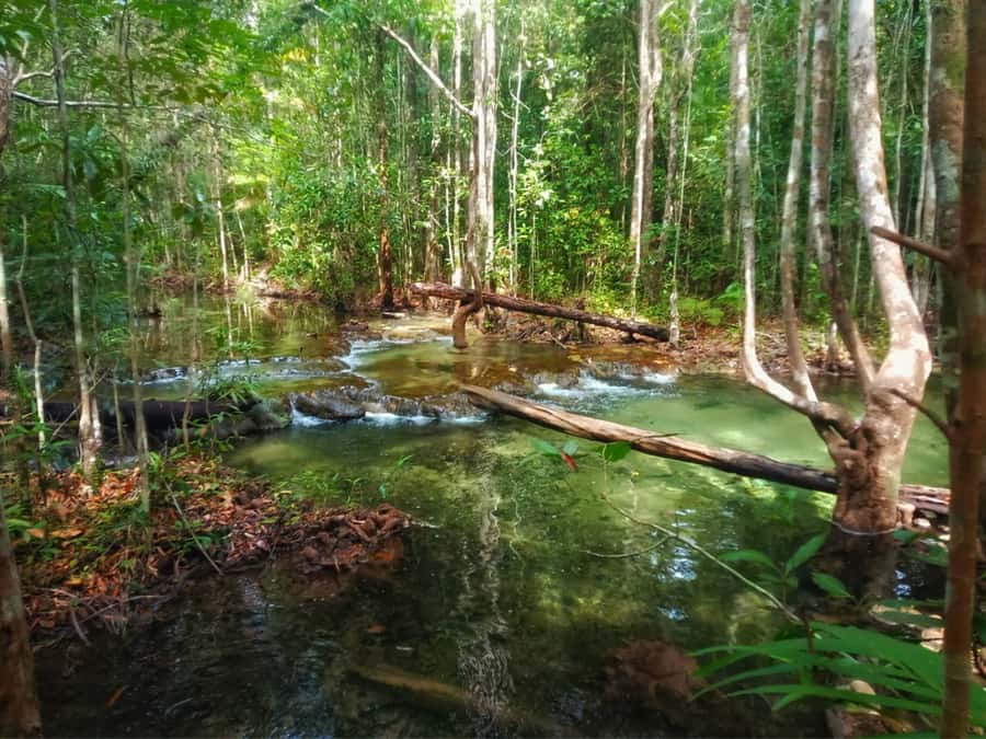Ko Lanta: Full Day Emerald Pool&Hot Spring With Tiger Temple - A simple lunch before the hot springs