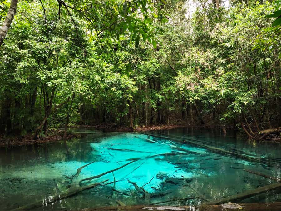 Ko Lanta: Full Day Emerald Pool&Hot Spring With Tiger Temple - The real cost: time on the road