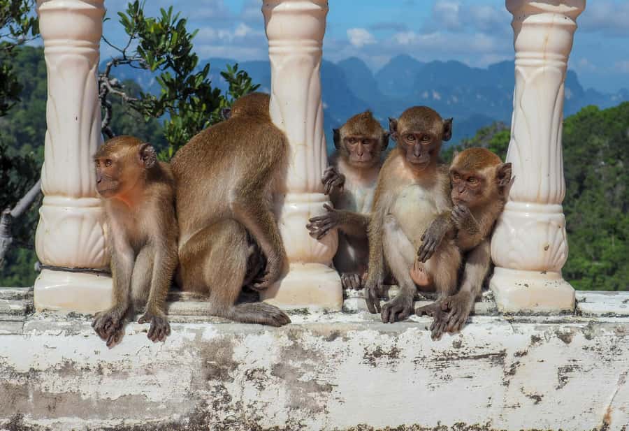 Ko Lanta: Private Tiger Cave, Hot Spring & Emerald Pool Tour - Emerald Pool and the 40-minute forest walk