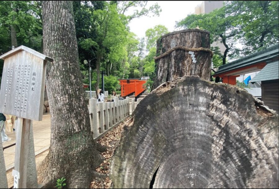 Kobe Guided Tour Including Port Area and Arima Onsen Town - Timing, Costs, and Practical Details