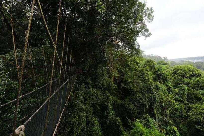 Kota Kinabalu: Private Kundasang and Poring Hot Spring Tour - Walking the Silau-Silau trails