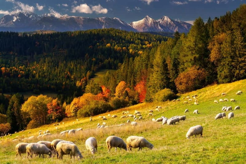 Krakow: Zakopane and/or Thermal Baths Experience - Should you book the Zakopane and thermal-bath combination?
