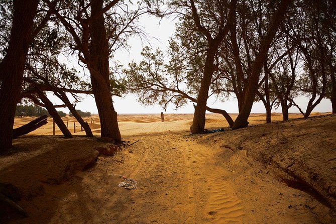 Ksar Ghilane 1 day: The hot spring and the homestay - Hotel Sidi Idriss and the Star Wars connection