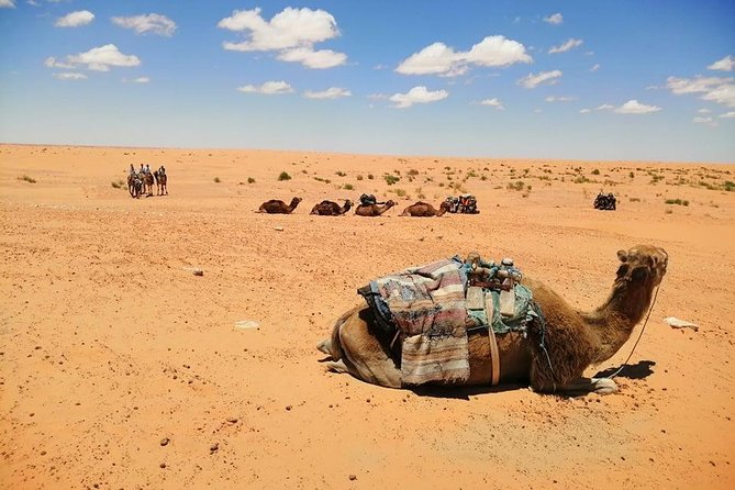 Ksar Ghilane 1 day: The hot spring and the homestay - Transport, lunch, and the early start