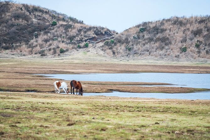 Kyushu: Aso Vocano, Grassland,Onsen and Aso shrine 1-Day Tour - Who will get the most from this tour