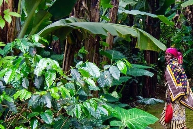 Materuni Waterfalls, Kikuletwa Chemka Hot springs, Coffee tour - A full day from Arusha into northern Tanzania