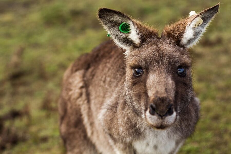 Melbourne: Mornington Peninsula & Hot Springs Tour 8 pax max - What to pack for the 10-hour schedule