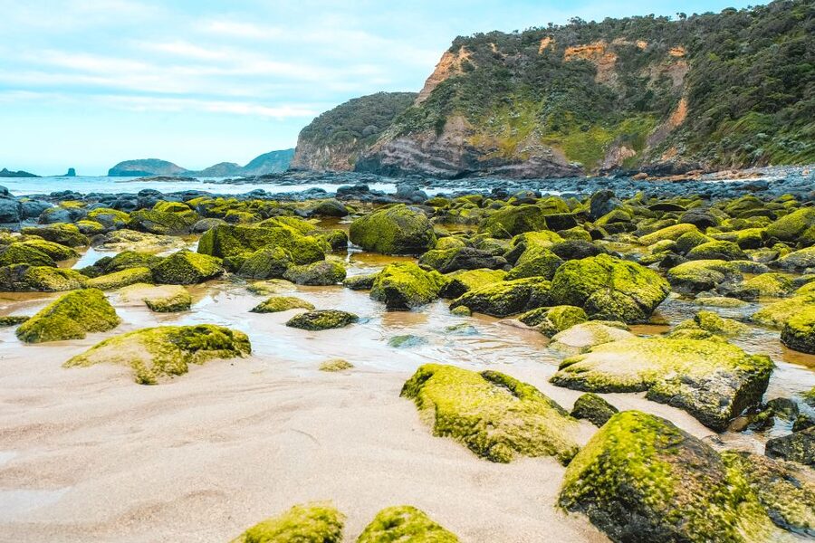 Melbourne: Mornington Peninsula & Hot Springs Tour 8 pax max - Cape Schanck adds a shorter coastal stop