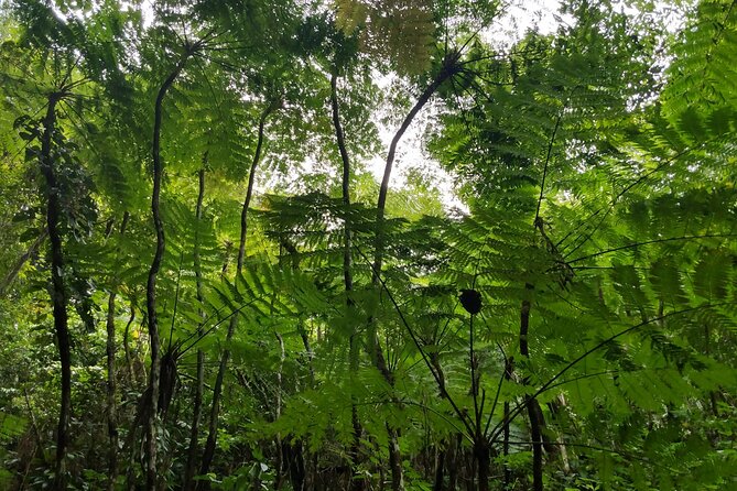 Mindfulness Rainforest Hike, Forest Bathing, Volcanic Hot Springs - Is the $175 price fair?