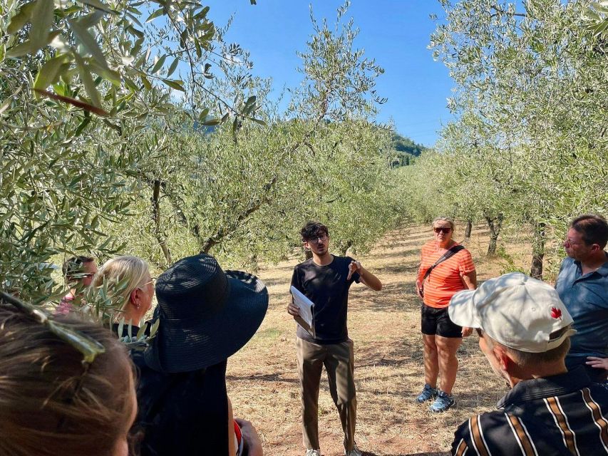 Montecatini Terme: Olive Grove Tour with Oil Tasting - Price, timing, and what to bring