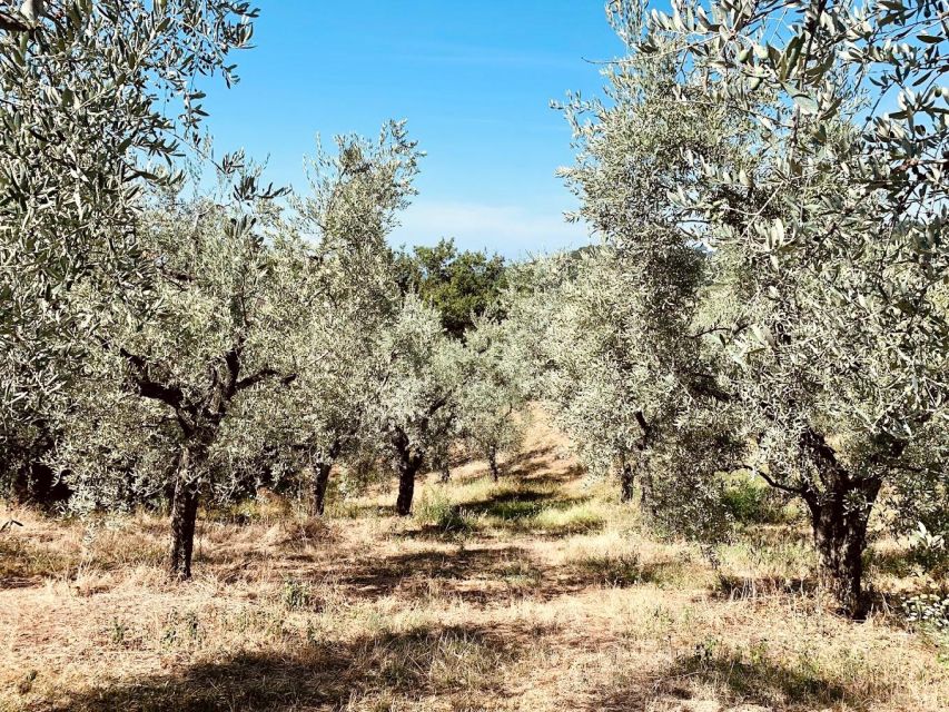 Montecatini Terme: Olive Grove Tour with Oil Tasting - From the trees to the equipment and cellar