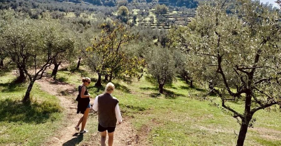 Montecatini Terme: Olive Grove Tour with Oil Tasting - The tasting: learning to judge olive oil