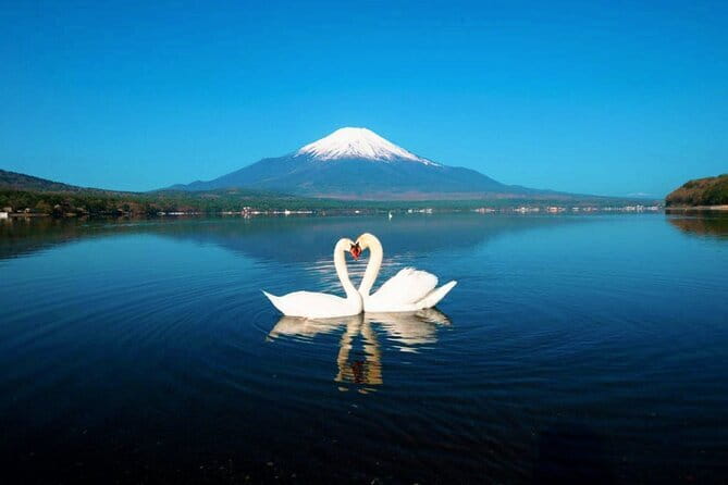 Mt Fuji Small Group 1 Day Tour Kawaguchi and Yamanaka with Pickup - Oishi Park: flowers with a classic Fuji frame