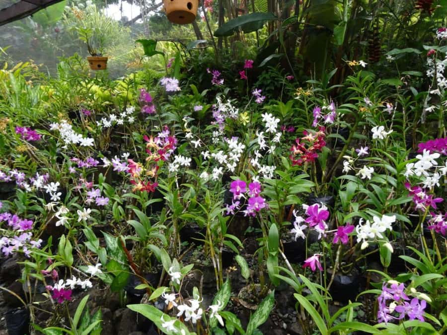 Nadi: Garden Village Hot Spring & Temple Highlights Tour - Tappoo and the short shopping stop