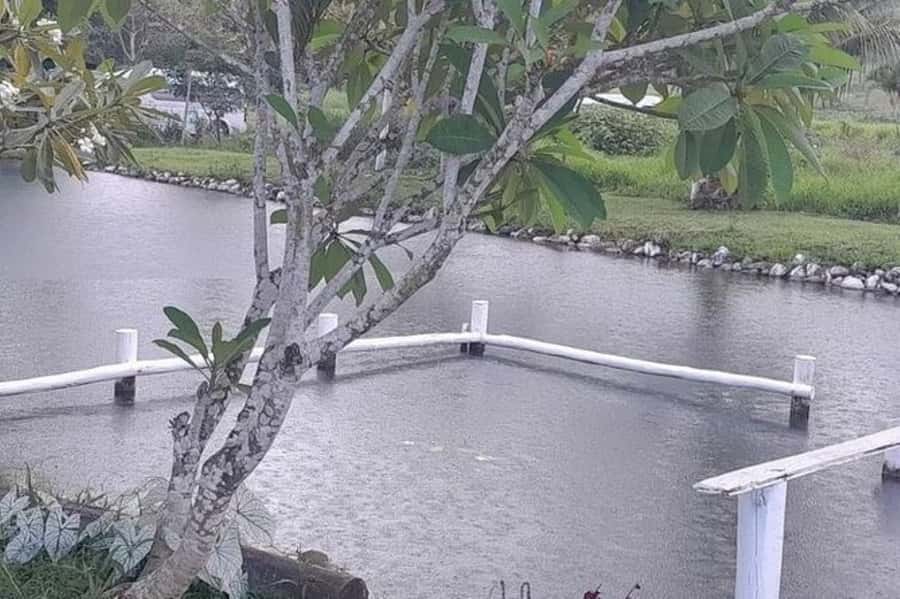Nadi: Garden Village Hot Spring & Temple Highlights Tour - Garden of the Sleeping Giant and its orchids