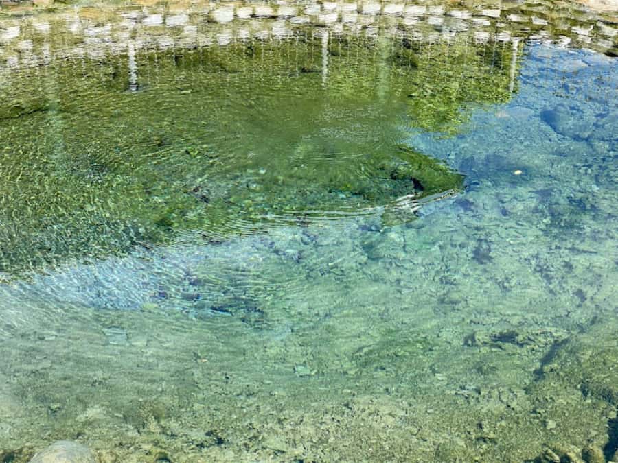 Nadi: Mud Pool and Hot Spring Private Tour - What the $49 Price Really Covers