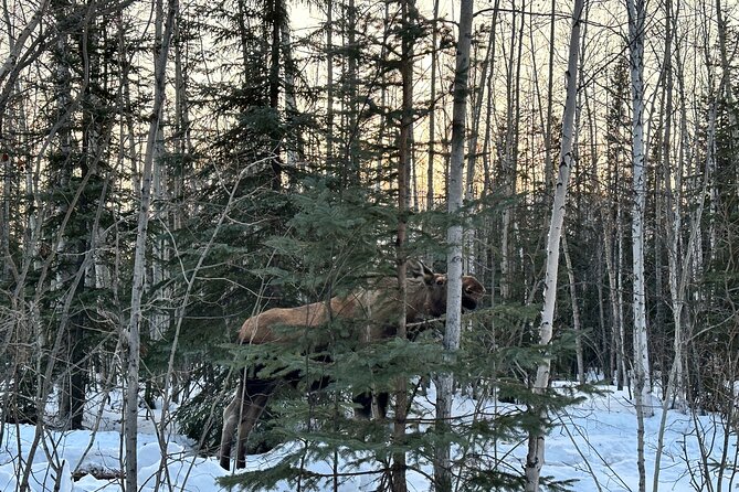 Northern Lights at Chena Hot Springs - The evening ride from Fairbanks to Chena Hot Springs