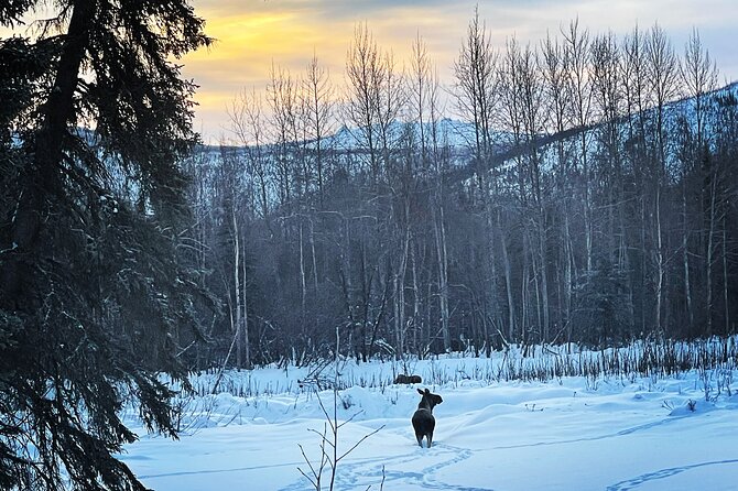 Northern Lights at Chena Hot Springs - What the $200 price really covers