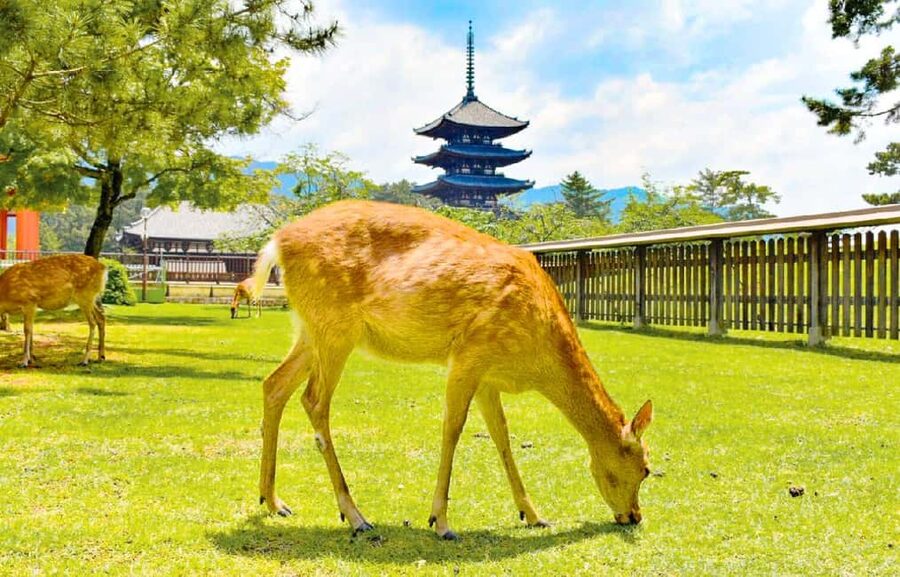 Osaka: Nara and Uji Day Trip with Deer Park and Hot Spring - Why this Osaka day trip works