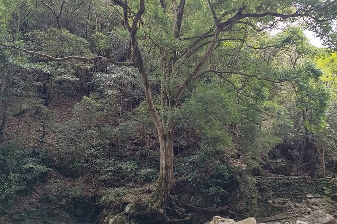 Osaka River Rapids Hike and Natural Hot Spring tour - Who will enjoy this outing most