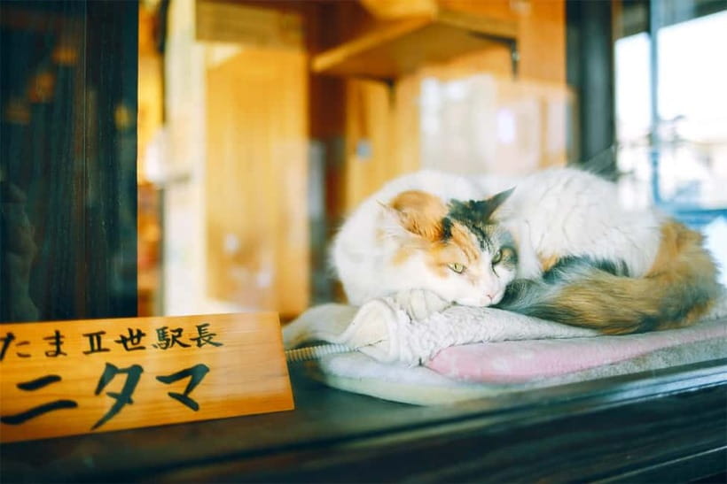 Osaka: Wakayama Cat Train, Seafood market, Hot Springs Tour - The guide and the long road home