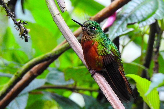 Papallacta Hot Springs & Guango Birding Reserve Private Tour - The drive from Quito and the high-altitude setting