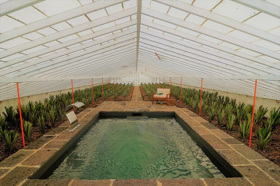 Ponta Delgada: Greenhouse Hot Tube with Pineapple Tour - Why Azorean pineapple production is worth learning about
