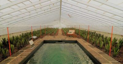 Greenhouse Hot Tube with Pineapple Tour