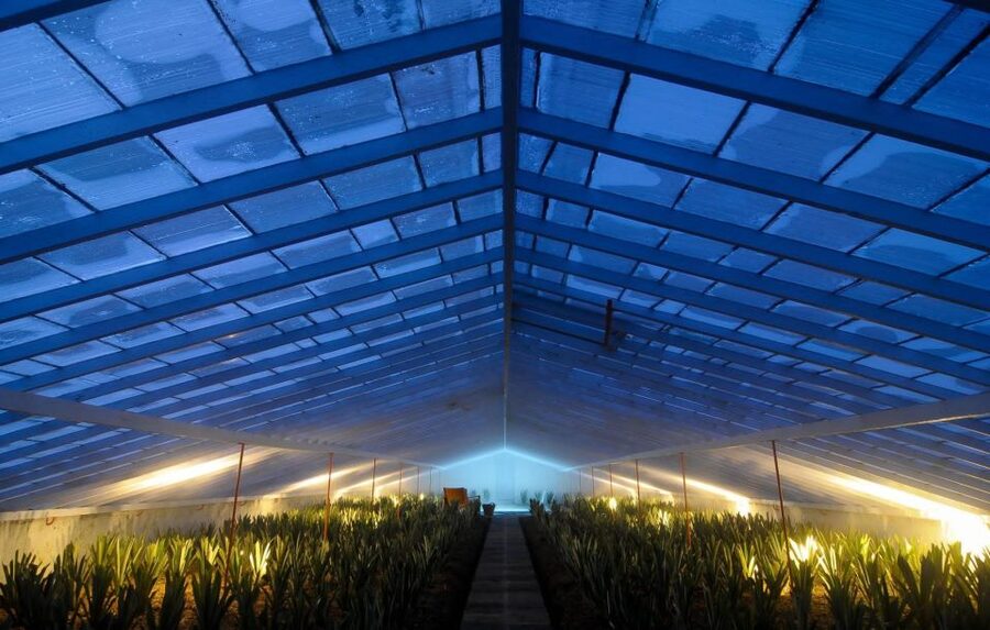 Ponta Delgada: Greenhouse Hot Tube with Pineapple Tour - My call: book it for the setting, not a long tour