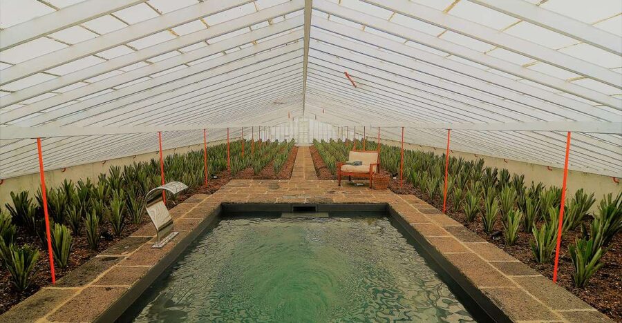 Ponta Delgada: Greenhouse Hot Tube with Pineapple Tour - What happens from 3pm to 5pm