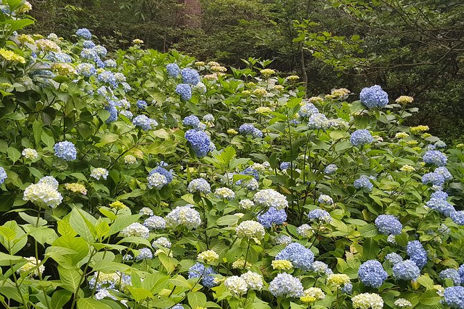 Private Car Day Trip to the Kobe Mountains, Gardens and Hot Springs from Osaka - The Extra Costs to Budget