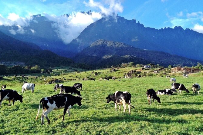 Private Desa Dairy Farm, Kinabalu National Park, Hot Spring & Canopy Walk Tour - Bombon Kg. Marakau and the river fish spa