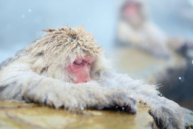 Private Nagano 1-Day Tour:Snow Monkeys,Zenko-ji,Obuse,Sake,Onsen - Onsen and sake are optional, not guaranteed extras