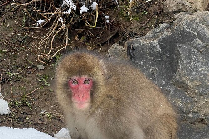 Private Tour to Snow Monkey, Zenkoji Temple & Hot Springs Nagano - What the private vehicle changes