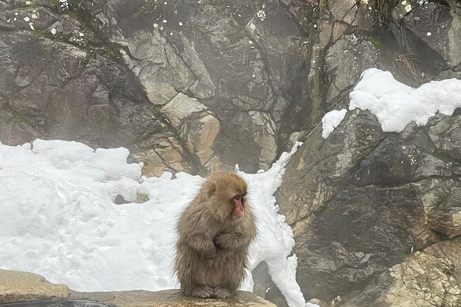 Private Tour to Snow Monkey, Zenkoji Temple & Hot Springs Nagano - The safety issue you should take seriously